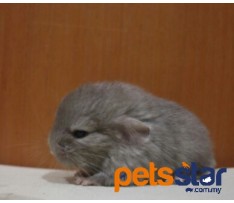 Chinchilla Info